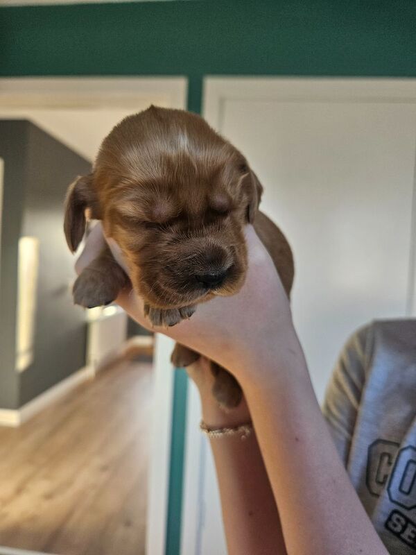 Cocker spaniel puppys for sale in Castlederg, County Tyrone