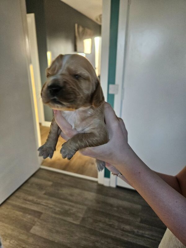 Cocker spaniel puppys for sale in Castlederg, County Tyrone - Image 2