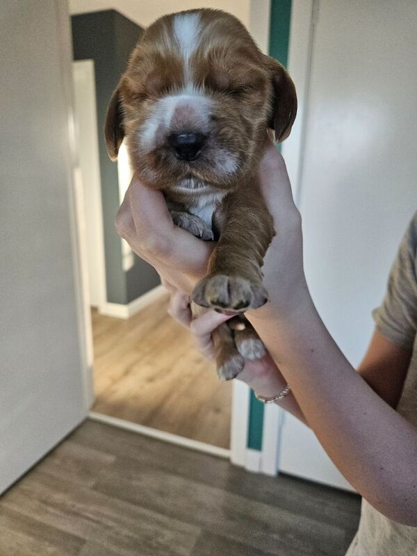 Cocker spaniel puppys for sale in Castlederg, County Tyrone - Image 3