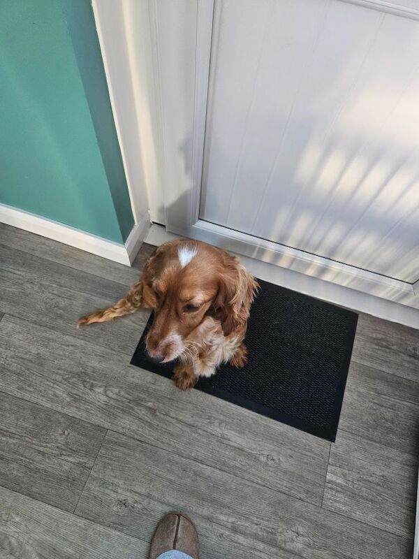 Cocker spaniel puppys for sale in Castlederg, County Tyrone - Image 4