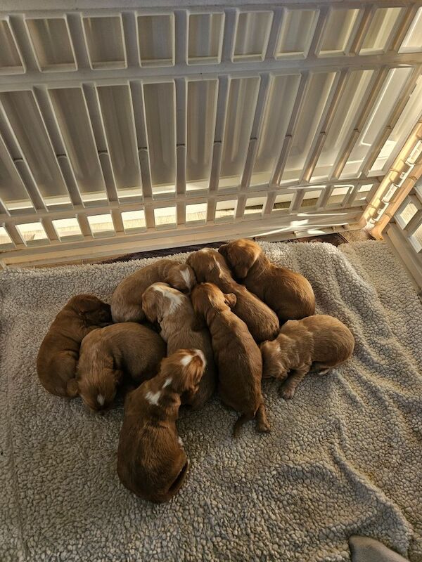 Cocker spaniel puppys for sale in Castlederg, County Tyrone - Image 5