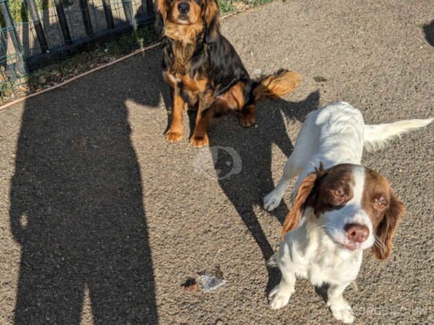 Cocker spaniel puppys 6 for sale in Peterborough, Cambridgeshire - Image 2