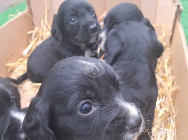 Cocker spaniel puppys 6 for sale in Peterborough, Cambridgeshire - Image 4