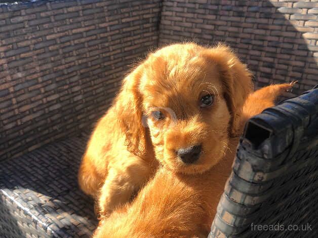 Cocker spaniel puppy's for sale in Evesham, Worcestershire