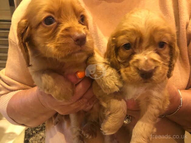 Cocker spaniel puppy's for sale in Evesham, Worcestershire