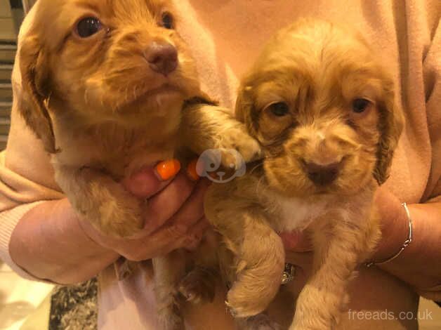 Cocker spaniel puppy's for sale in Evesham, Worcestershire - Image 2