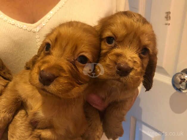 Cocker spaniel puppy's for sale in Evesham, Worcestershire - Image 4