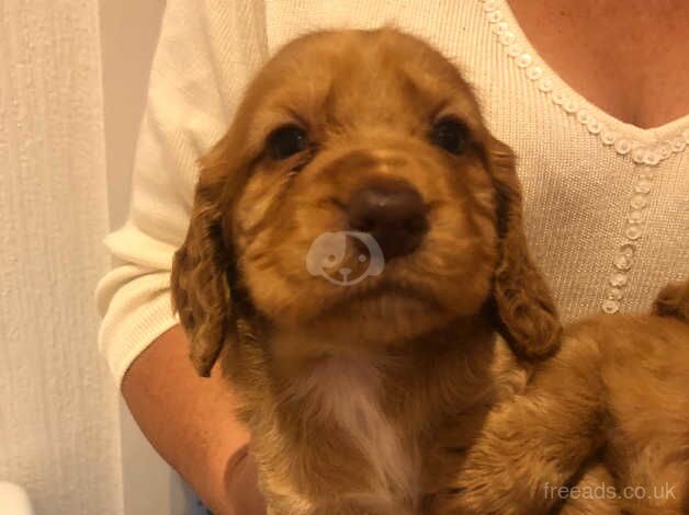 Cocker spaniel puppy's for sale in Evesham, Worcestershire - Image 5