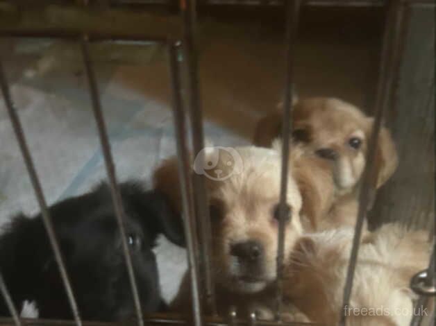 Cocker spaniel puppy's girls for sale in Chelmsford, Essex - Image 1