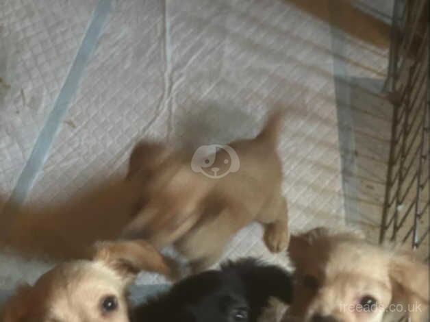 Cocker spaniel puppy's girls for sale in Chelmsford, Essex - Image 2