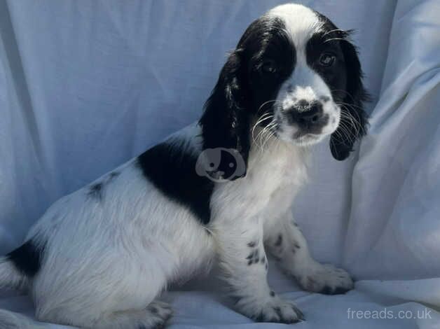 Cocker spaniel puppy's for sale in Gravesend, Hertfordshire - Image 1