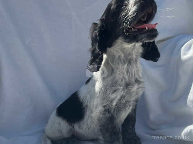 Cocker spaniel puppy's for sale in Gravesend, Hertfordshire - Image 2