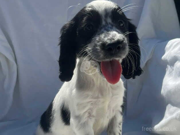 Cocker spaniel puppy's for sale in Gravesend, Hertfordshire - Image 3