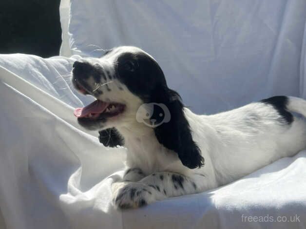 Cocker spaniel puppy's for sale in Gravesend, Hertfordshire - Image 4