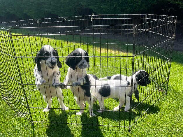 Cocker spaniel puppy's for sale in Gravesend, Hertfordshire - Image 5