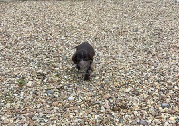 Cocker spaniel puppys for sale in Huntingdon, Cambridgeshire