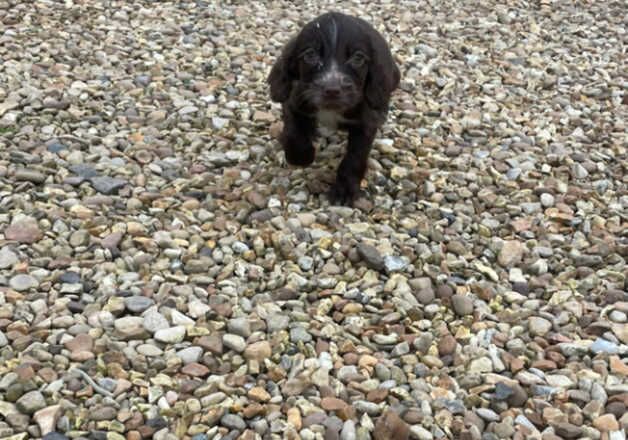 Cocker Spaniels for sale in Huntingdon, Cambridgeshire