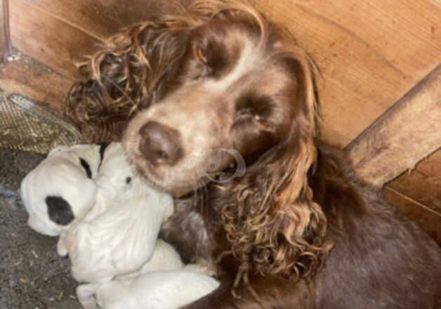 Cocker Spaniel Puppies for sale