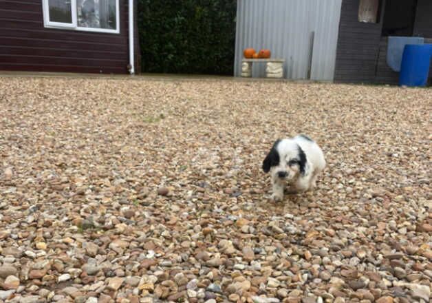 Cocker spaniel puppys for sale in Huntingdon, Cambridgeshire - Image 5