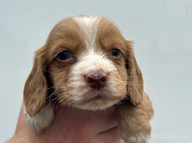 Cocker spaniel puppy's for sale in Leicester, Leicestershire - Image 1