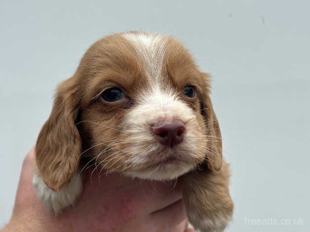 Cocker spaniel puppy's for sale in Leicester, Leicestershire - Image 2