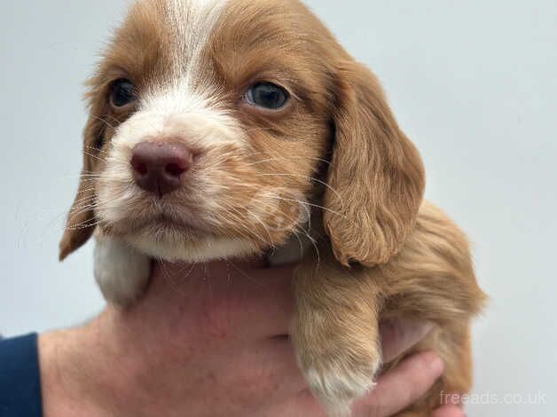 Cocker spaniel puppy's for sale in Leicester, Leicestershire - Image 3