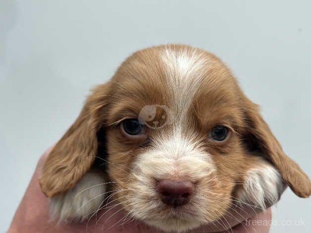 Cocker spaniel puppy's for sale in Leicester, Leicestershire - Image 4