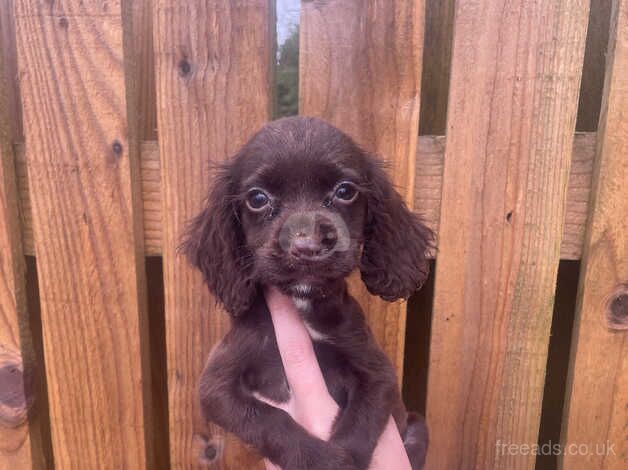 Cocker spaniel puppy's for sale in Liskeard, Cornwall - Image 1