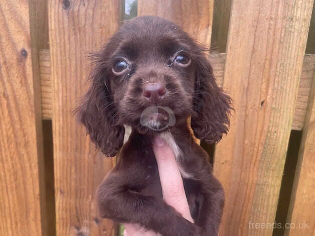 Cocker spaniel puppy's for sale in Liskeard, Cornwall - Image 2