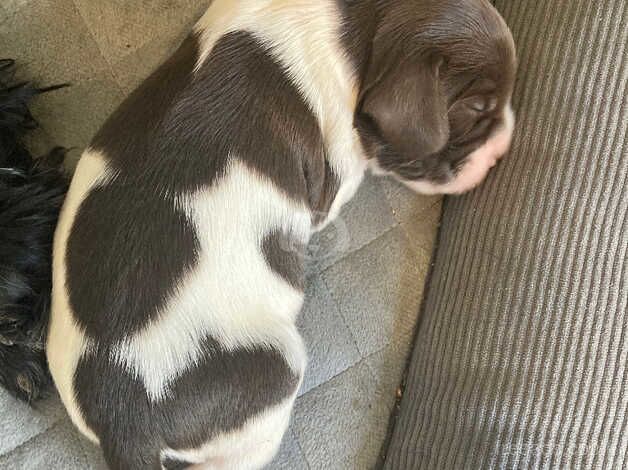 Cocker spaniel puppy's for sale in Rugby, Warwickshire - Image 2