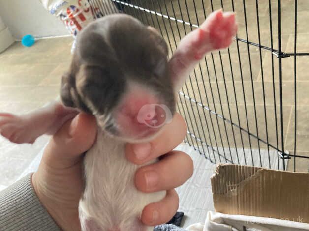 Cocker spaniel puppy's for sale in Rugby, Warwickshire - Image 3