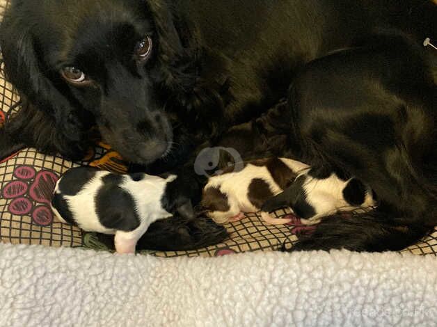 Cocker spaniel puppy's for sale in Rugby, Warwickshire - Image 4