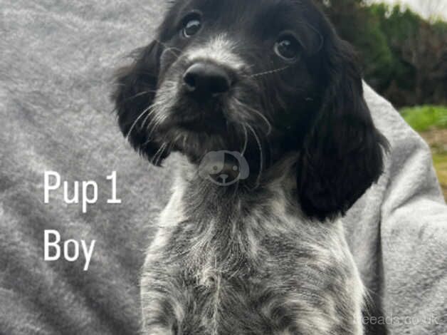 cocker spaniel puppys for sale in St Columb Major, Cornwall