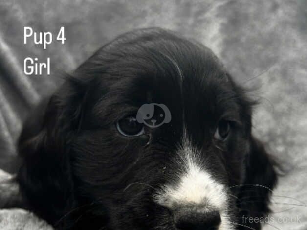 Cocker spaniel puppy's for sale in St Columb Major, Cornwall