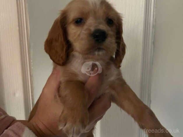 Cocker Spaniel Puppies for sale