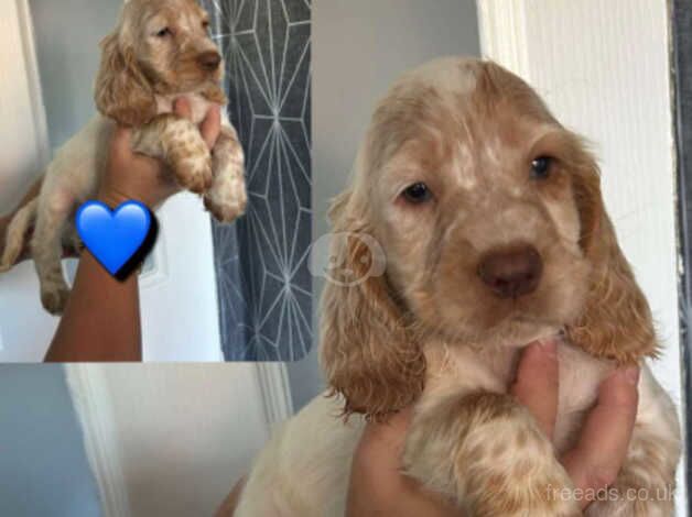 Cocker spaniel puppys for sale in Walsall, West Midlands