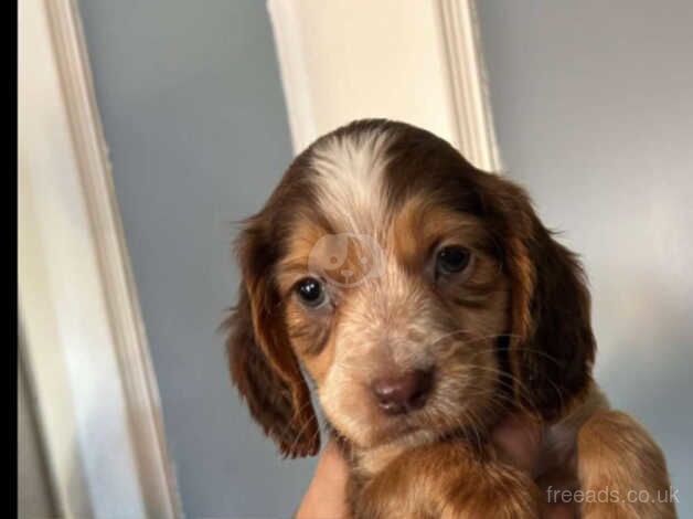 Cocker Spaniels for sale in Walsall, West Midlands