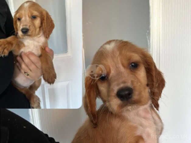 Cocker Spaniel Puppies for sale in West Midlands