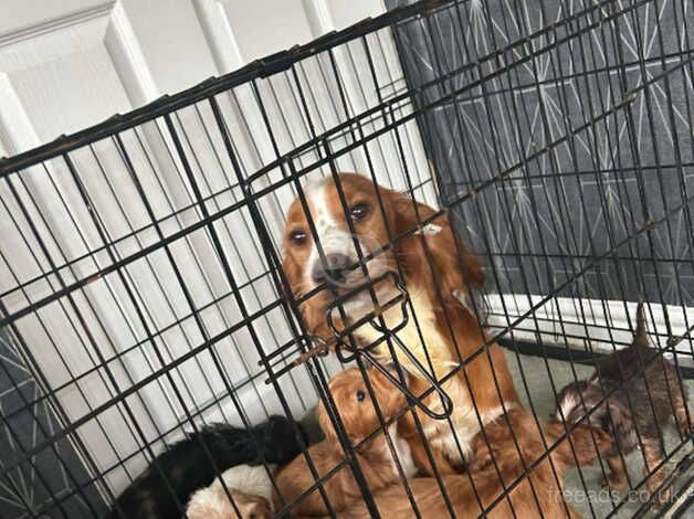 Cocker spaniel puppys for sale in Walsall, West Midlands - Image 5