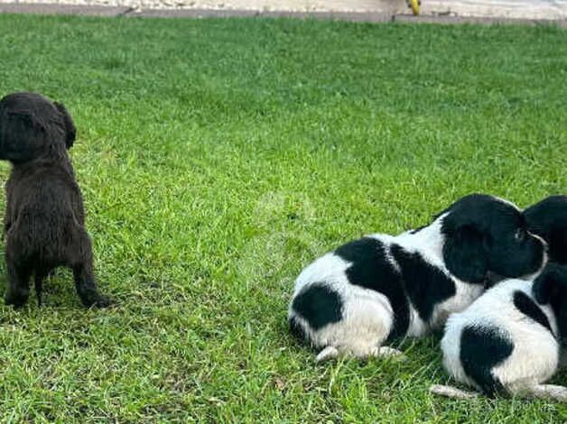 Cocker Spaniel Puppys (Ready) for sale in Walsall, West Midlands