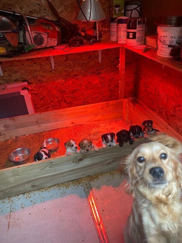 Cocker spaniel pups for sale in Armagh, Armagh