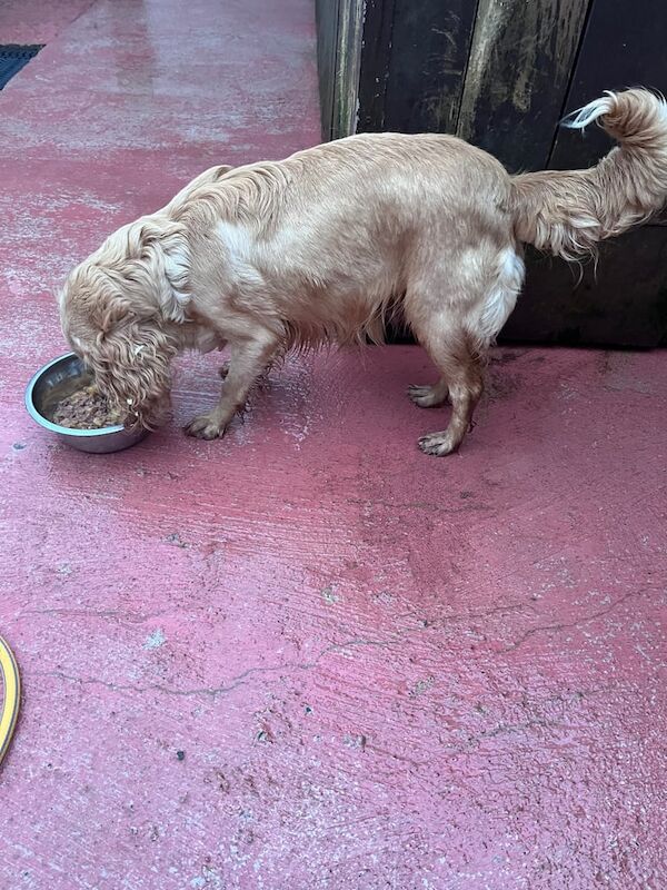 Cocker spaniel pups for sale in Armagh, Armagh - Image 2