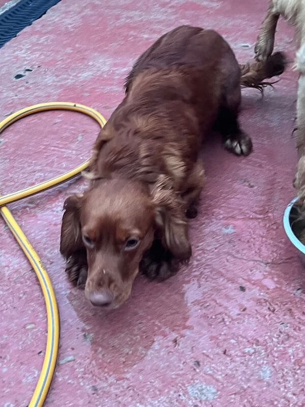 Cocker spaniel pups for sale in Armagh, Armagh - Image 3