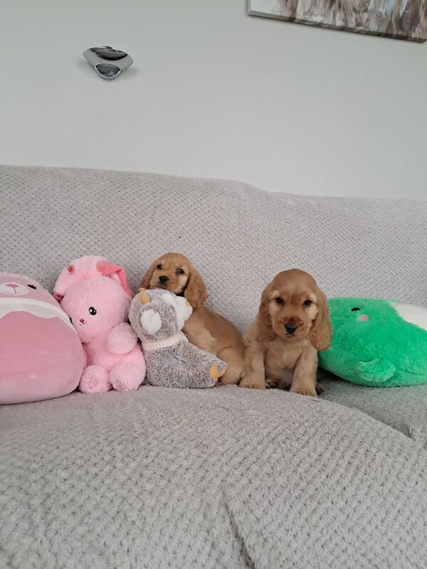 Cocker spaniel pups for sale in Castlederg, County Tyrone