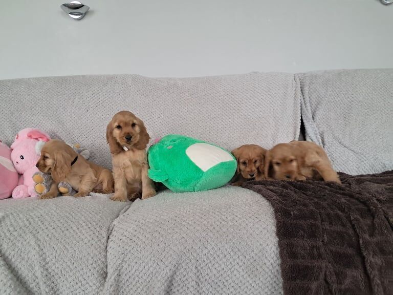 Cocker spaniel pups for sale in Castlederg, County Tyrone - Image 2