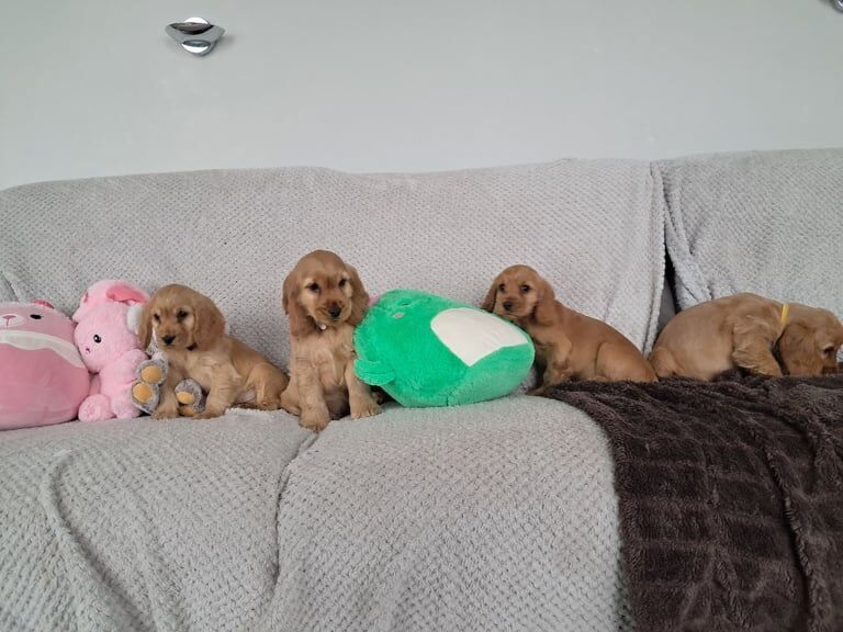 Cocker spaniel pups for sale in Castlederg, County Tyrone - Image 3