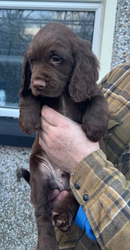 Cocker Spaniel Pups for sale in Strabane, County Tyrone