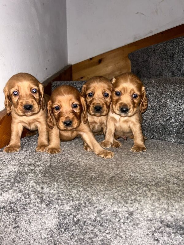 Cocker spaniel pups for sale in Londonderry, County Londonderry - Image 1