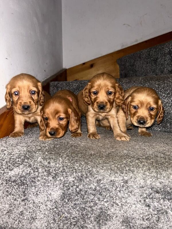 Cocker spaniel pups for sale in Londonderry, County Londonderry - Image 2