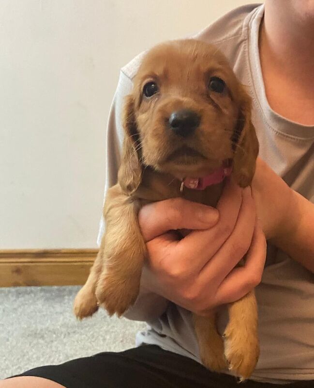 Cocker spaniel pups for sale in Londonderry, County Londonderry - Image 3